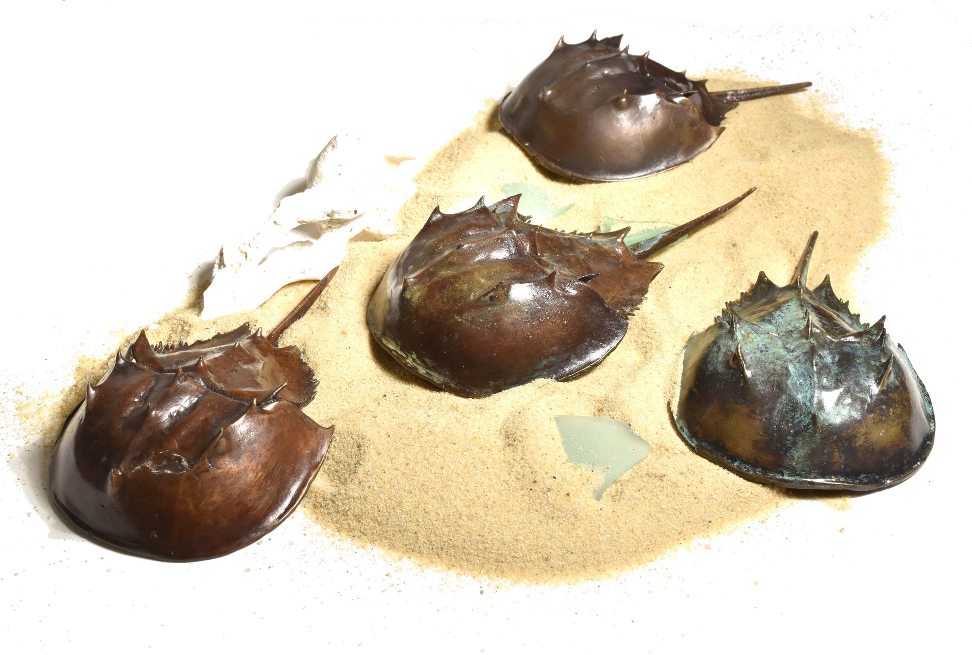 crabs_sand crabs_sand
